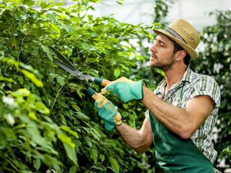 Professional pruning to raise a tree canopy near Blackfriars properties